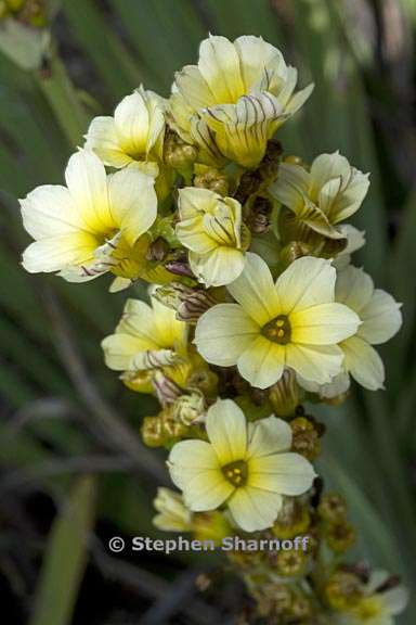 sisyrinchium striatum 4 graphic